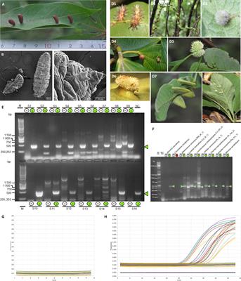 Microbiome and plant cell transformation trigger insect gall induction in cassava